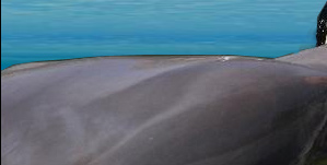 Man with the dolphins