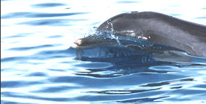 Man with the dolphins