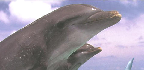 Two Dolphins