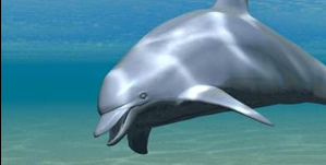 Swim with the dolphins