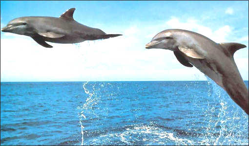 Dolphins in the air