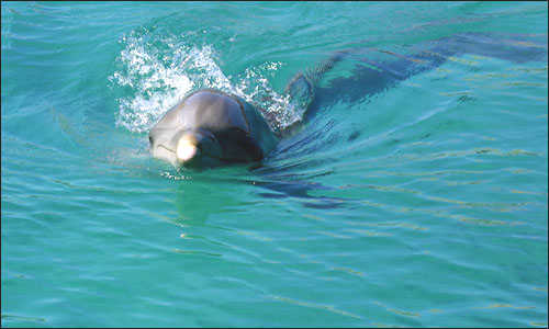 A dolphin swimming