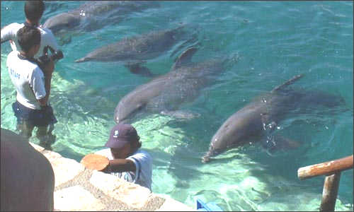 Training with Dolphins