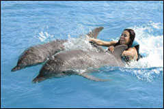 A woman swimming with two dolphins.