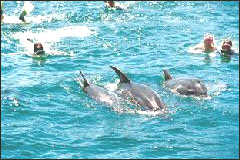 Tourists swimming with dolphins