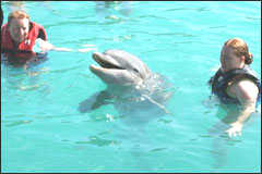 Tourists swimming with dophins