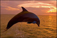 A dolphin during the early morning