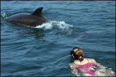 Swimming with a dolphin.
