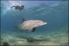 Snorkeling with a dolphin.